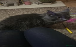 Maine Coon cats for sale: Maincoon  - Image 1