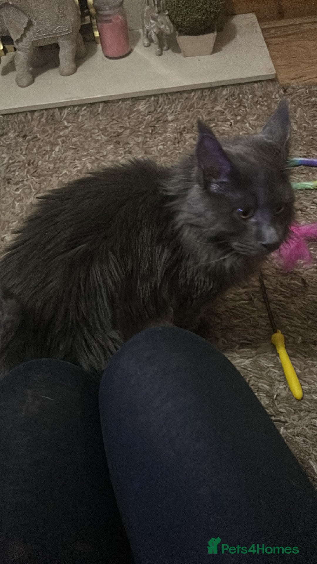 Maine Coon cats for sale: Maincoon  - Image 1