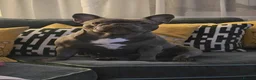 French Bulldog dogs for sale: French bulldog puppy  in Warrington - Advert 17