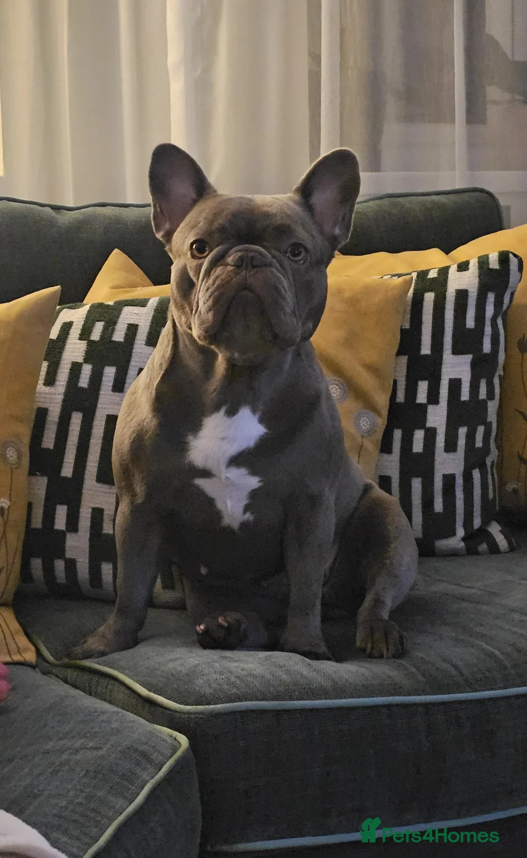 French Bulldog dogs for sale: French bulldog puppy  in Warrington - Advert 17