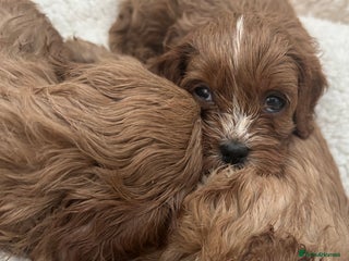 Cavapoo dogs SUPER EXTENSIVELY HEALTH TESTED 200+ DNA CLEAR 🐶 - Advert 2