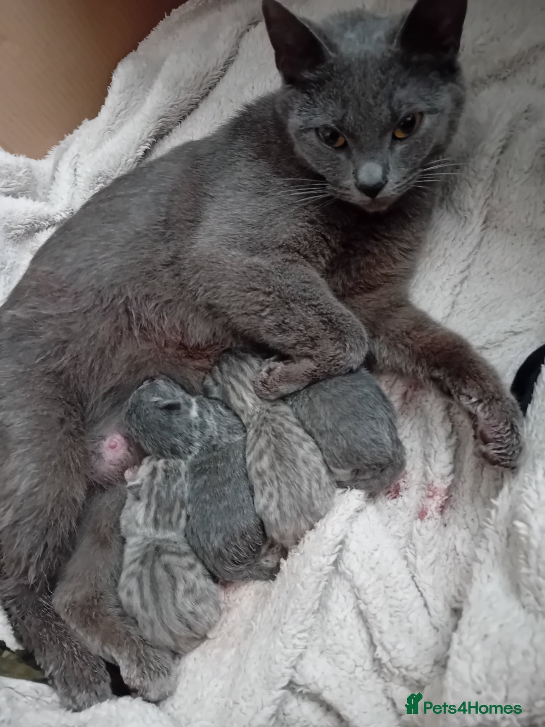 British Shorthair cats for sale: Adorable blue grey kittens - Image 11