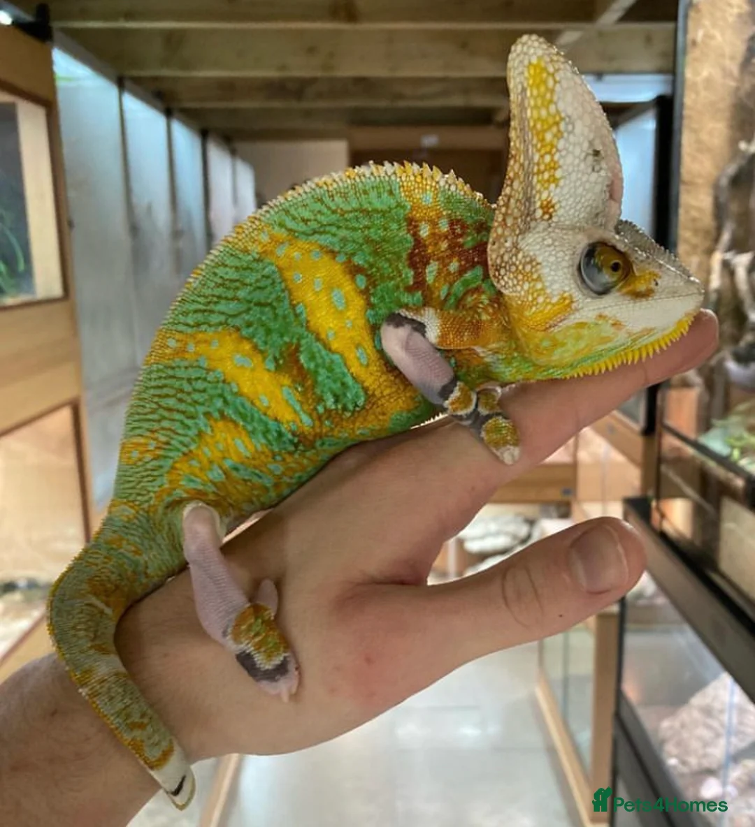 Chameleon reptiles for sale: Yemen Chameleon babies, Normal & Pieds - Advert 11