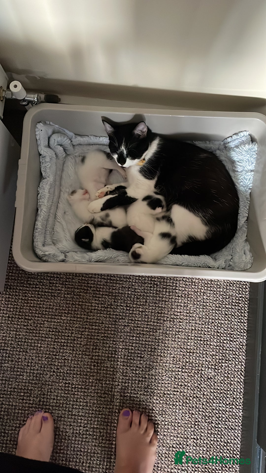 British Shorthair cats for sale: Kittens for sale  - Image 7