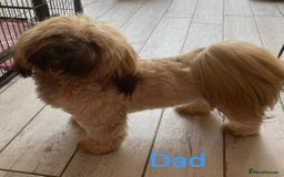 Lhasa Apso dogs for sale: Two Adorable KC Reg Puppies GPRA4 Clear - Image 7