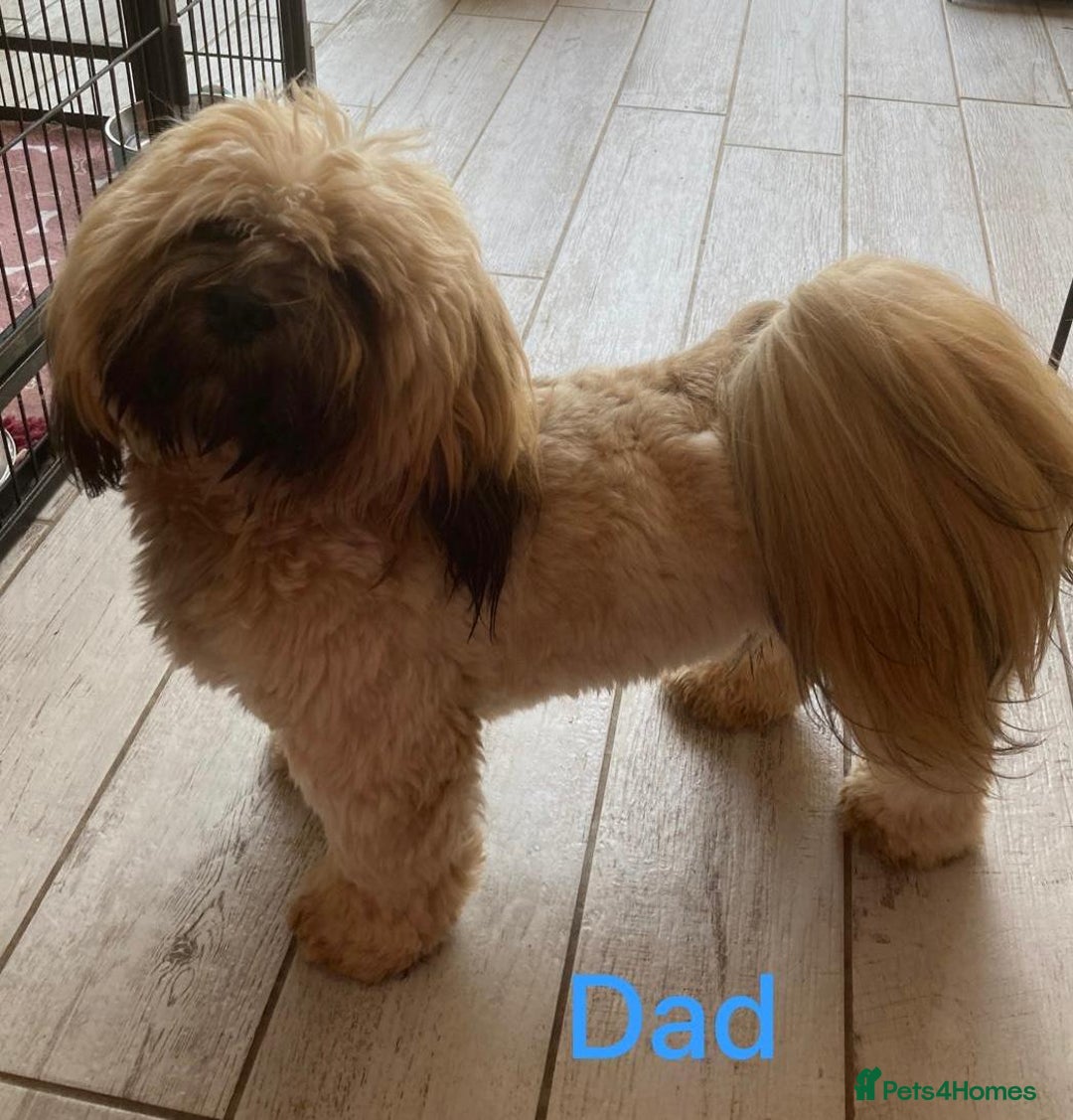 Lhasa Apso dogs for sale: Two Adorable KC Reg Puppies GPRA4 Clear - Image 7