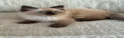 Ragdoll cats for sale: Ragdoll Liliac  - Advert 20