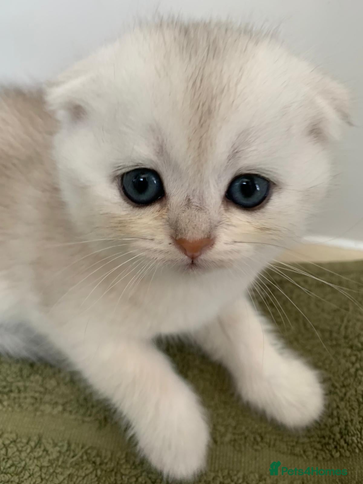 Scottish Fold cats Adorable Scottish Fold & Straight Kittens - Advert 2