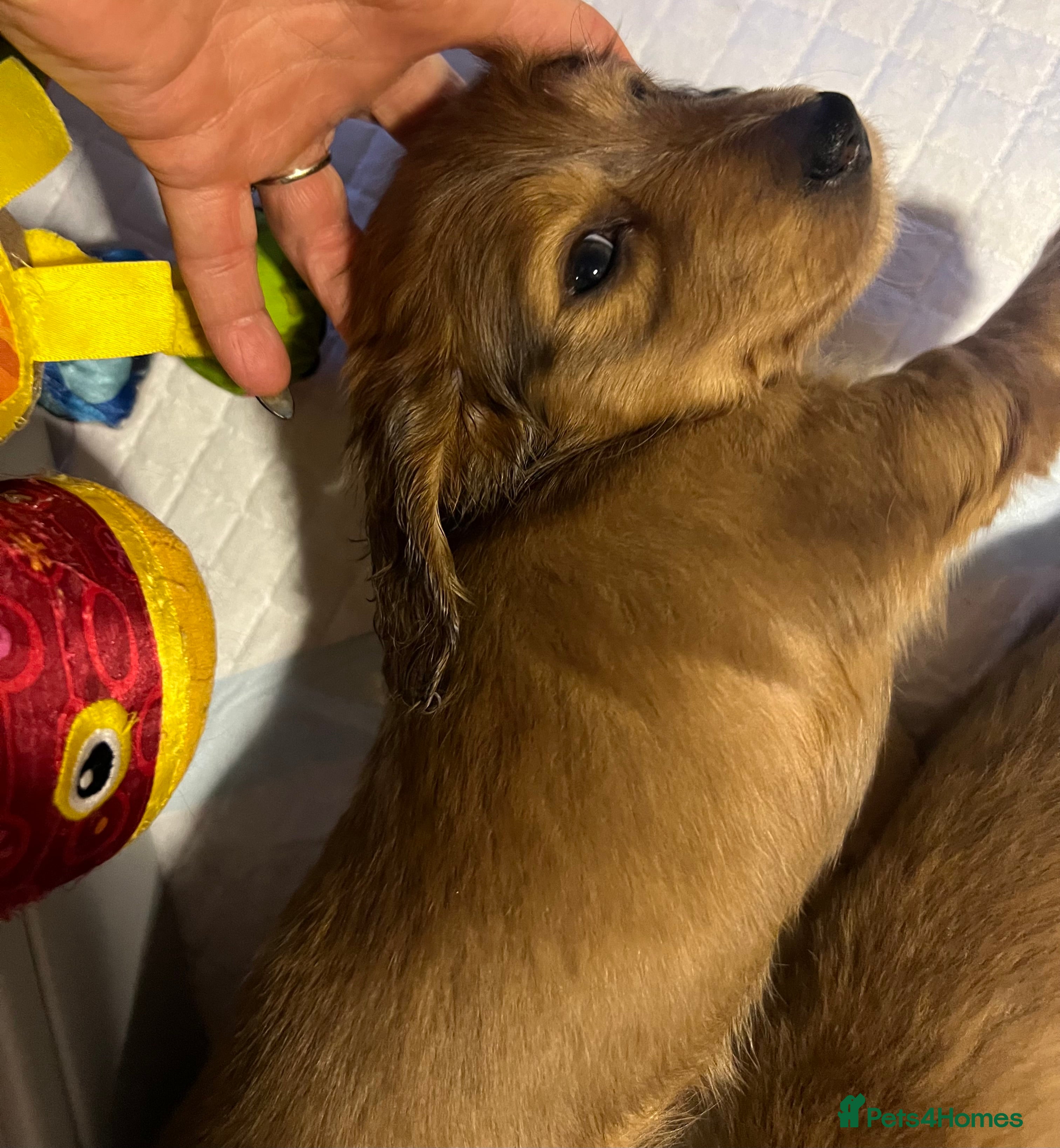 Miniature Dachshund dogs Long haired red miniature Dachshund puppies - Advert 9