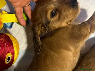 Miniature Dachshund dogs Long haired red miniature Dachshund puppies - Advert 9