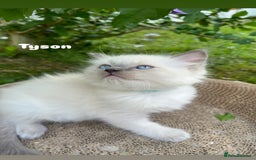 Ragdoll cats for sale: Pure breed ragdolls . Ready to leave SOON  - Image 13