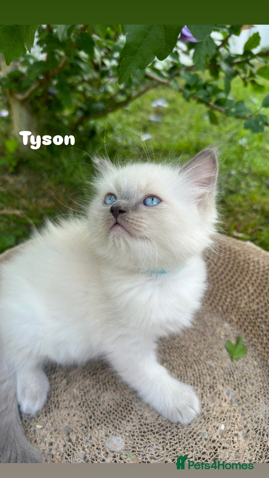 Ragdoll cats for sale: Pure breed ragdolls . Ready to leave SOON  - Image 13