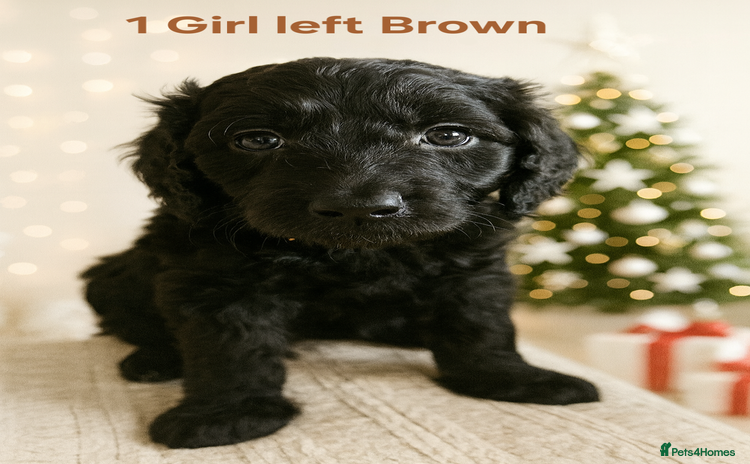 Goldendoodle dogs 1 Girl left Gorgeous Healthy Goldendoodle Puppie - Advert 9