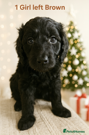 Goldendoodle dogs 1 Girl left Gorgeous Healthy Goldendoodle Puppie - Advert 9