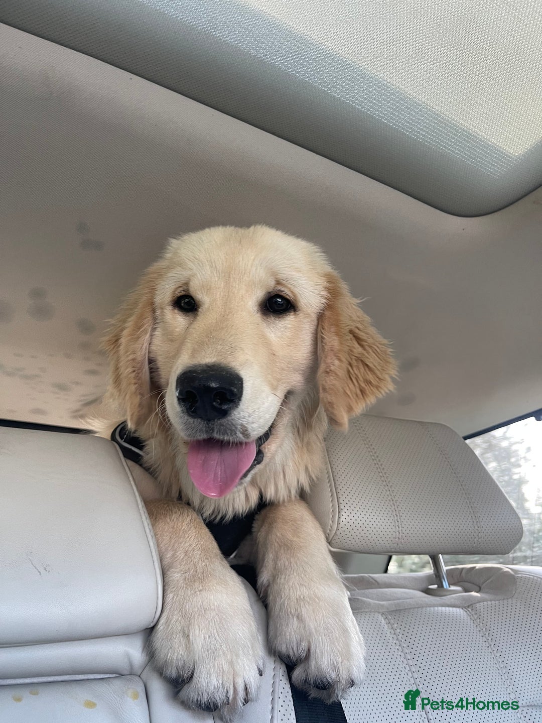 Golden Retriever dogs for sale: 1 year old male golden retriever  - Advert 5