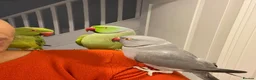 Ringnecks birds for sale: Rambo – Male Indian Ringneck  - Advert 2