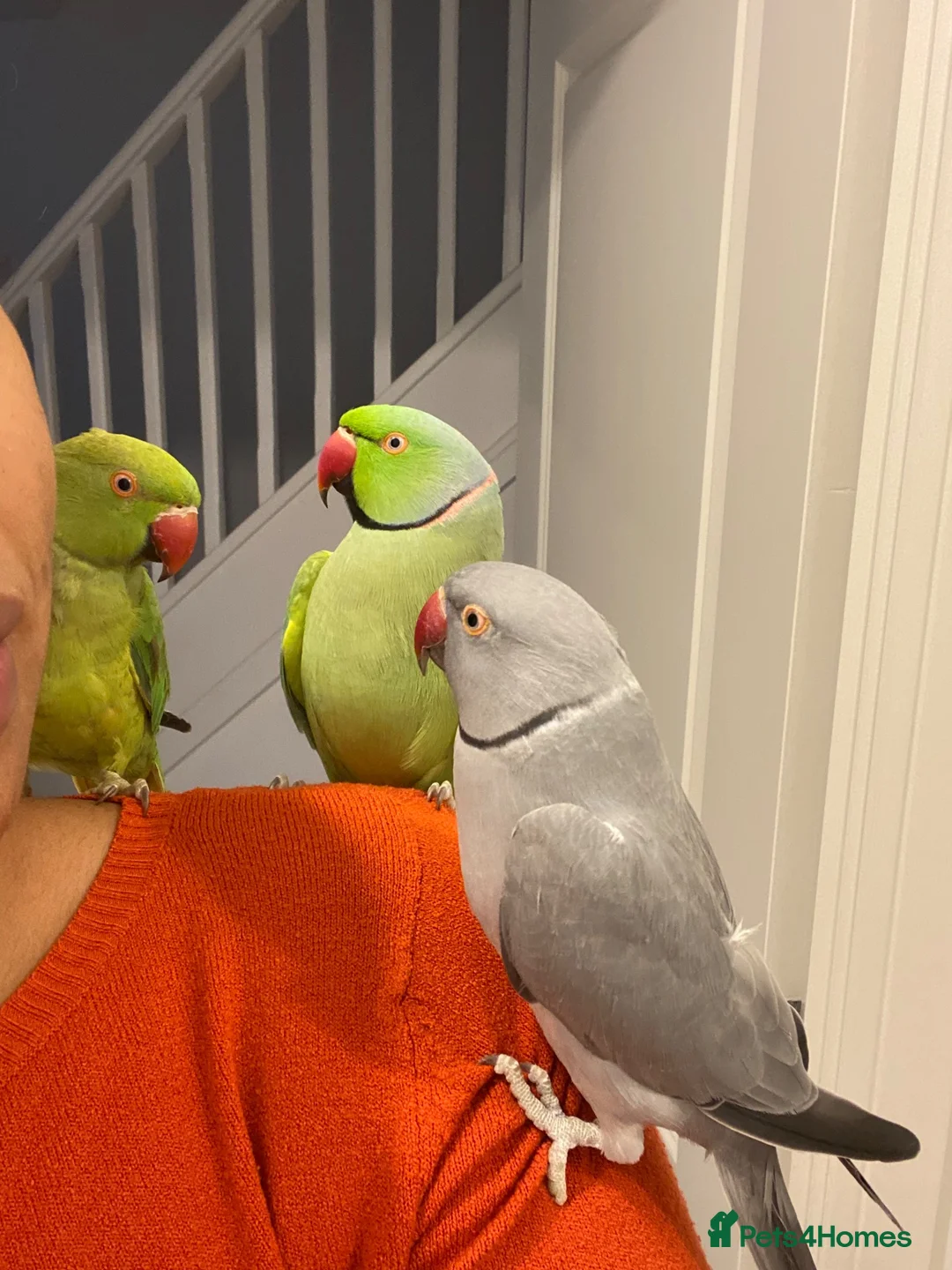 Ringnecks birds for sale: Rambo – Male Indian Ringneck  - Advert 2