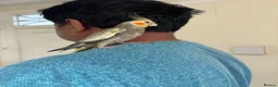 Cockatiels birds for sale: Beautiful young  friendly cockatiels  - Advert 11