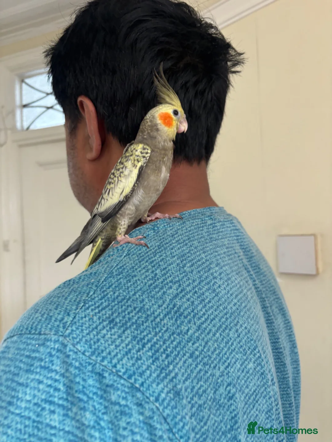Cockatiels birds for sale: Beautiful young  friendly cockatiels  - Advert 11