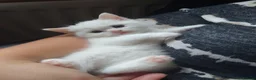 British Shorthair cats for sale: *READY NOW* PURE WHITE BSH KITTEN *LAST ONE* - Advert 7