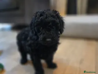 Cavapoo dogs for sale: F1bb cavapoo puppy ready now - Advert 2