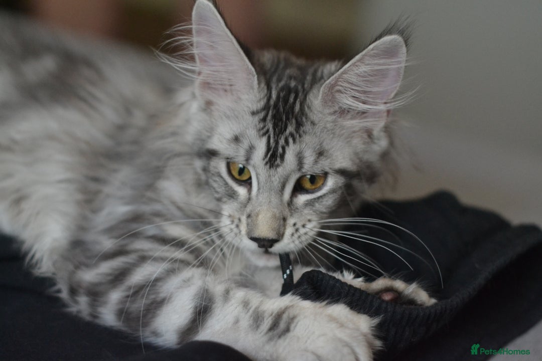 Maine Coon cats for sale: Tica Registered Maine Coon boy & girl *ready now* - Image 14