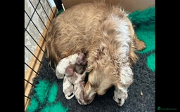 Miniature Dachshund dogs for sale: Stunning miniature long haired Dachshund’s  - Image 8