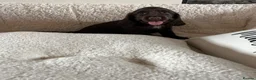 Sprocker dogs for sale: Health tested Sprockers 🐶  - Advert 1