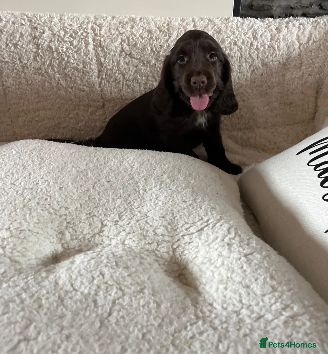 Sprocker dogs for sale: Health tested Sprockers 🐶  - Advert 1