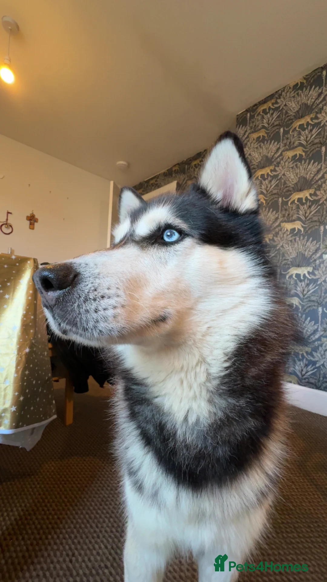 Siberian Husky dogs for stud: Siberian husky for stud in Edinburgh - Advert 2