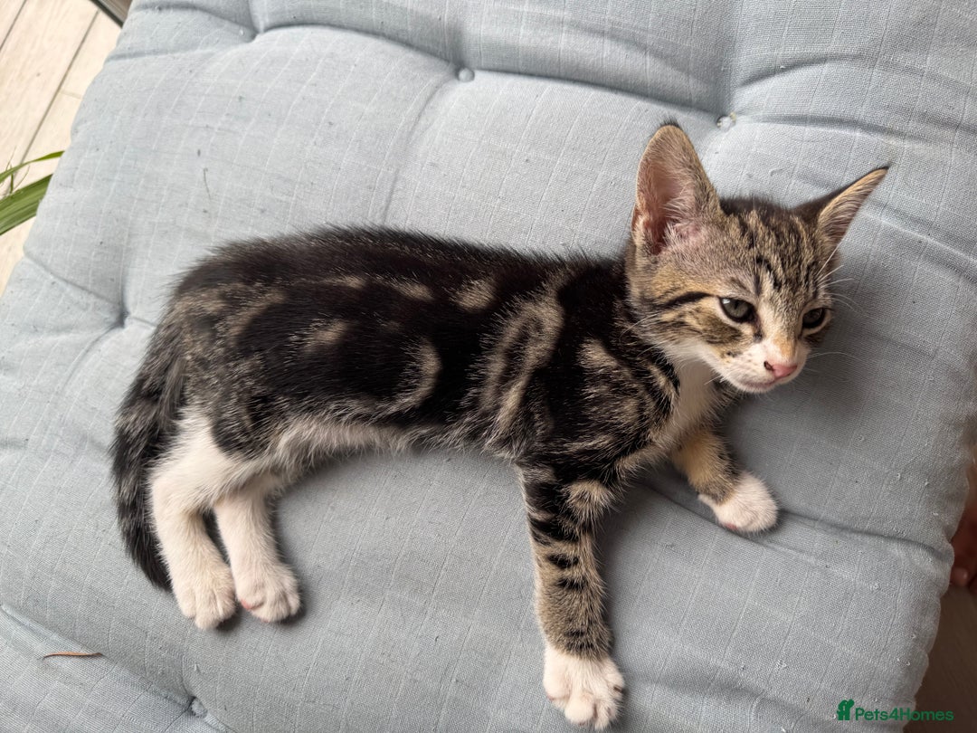 Mixed Breed cats for sale: Stunning tabby kittens  - Image 15