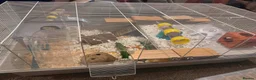 Hamster rodents for sale: Female hamster - Advert 1
