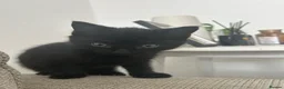Mixed Breed cats for sale: Beautiful, playful, loving kittens  - Advert 4