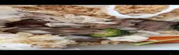 Hamster rodents for sale: Baby Syrian hamsters - Advert 6