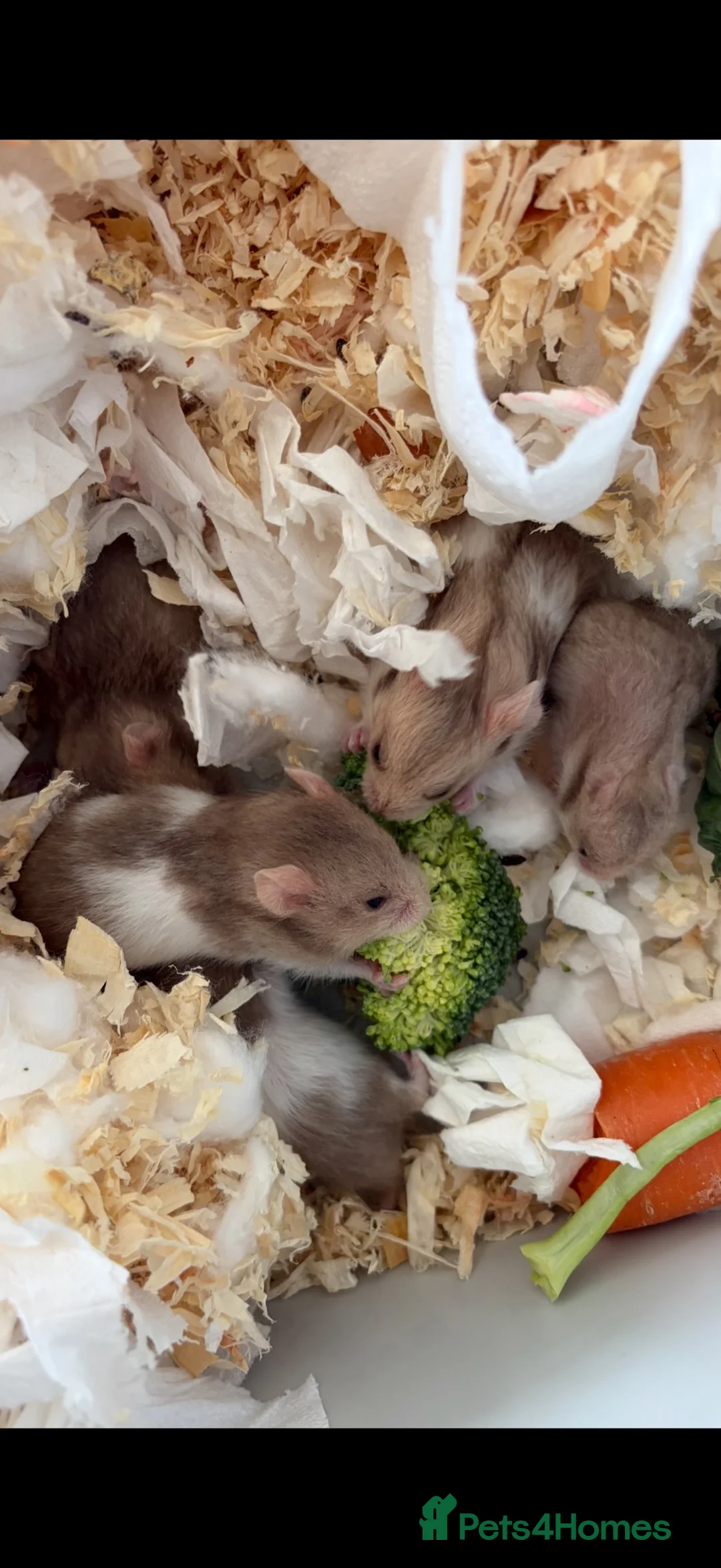 Hamster rodents for sale: Baby Syrian hamsters - Advert 6