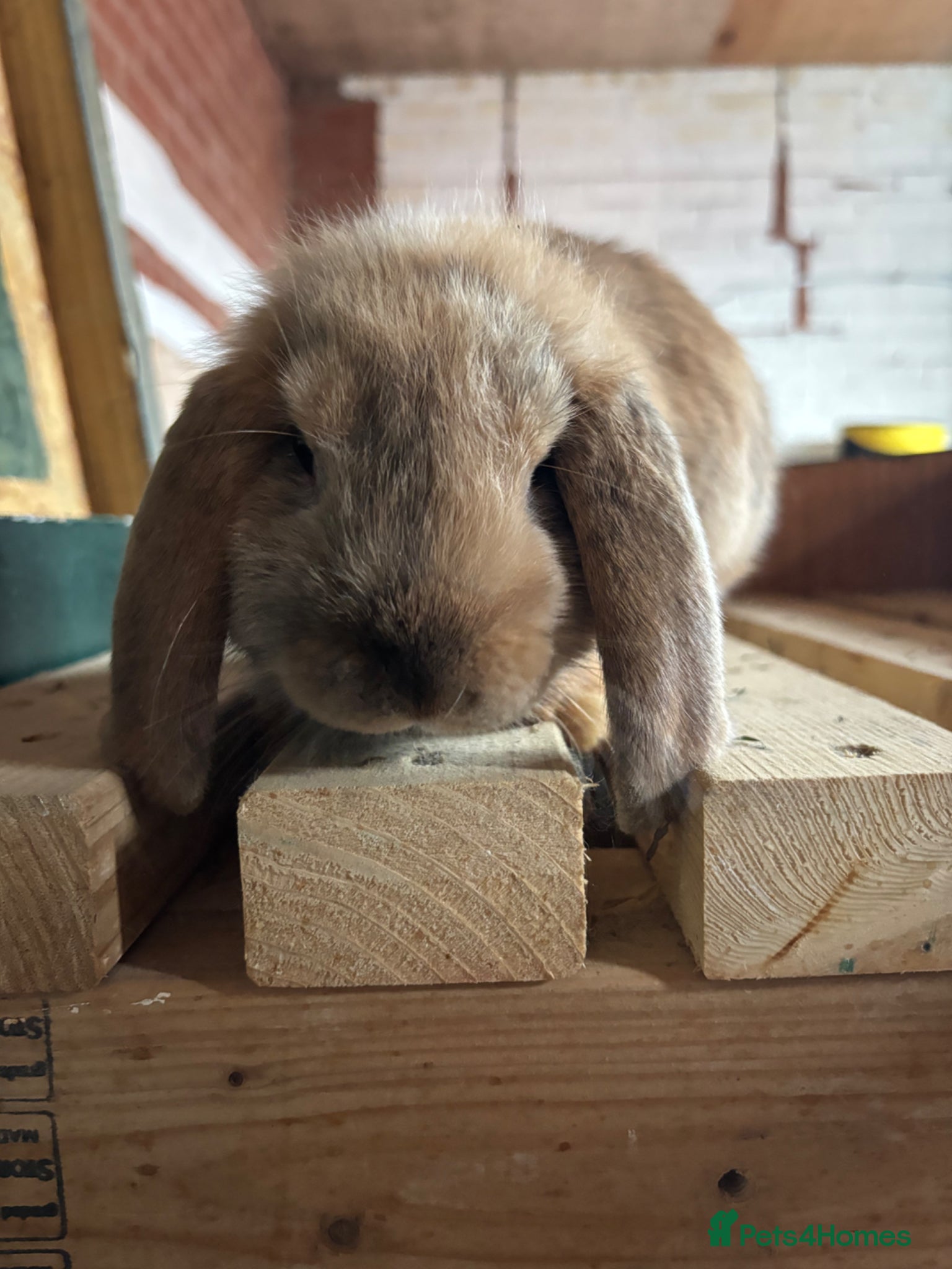 Mini Lop rabbits 🐰Adorable Mini Lops Kits🐰 - Advert 17