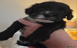 Cockapoo dogs for sale: F2 cockapoo puppies - Image 5