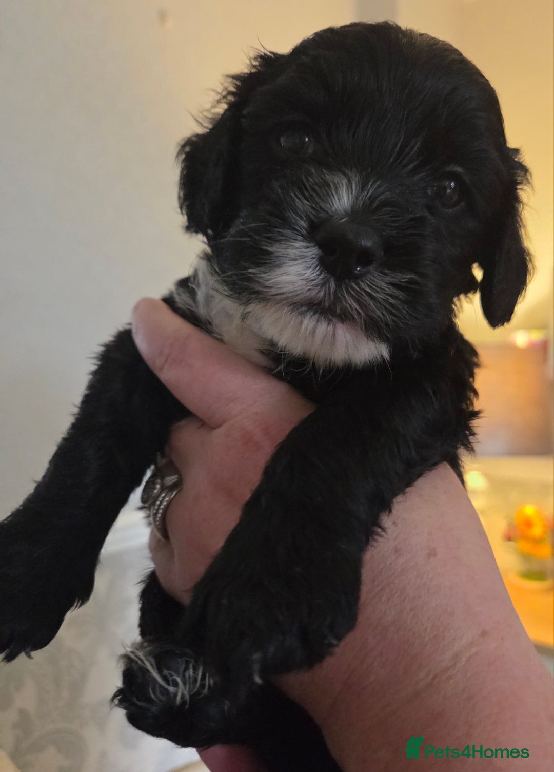 Cockapoo dogs for sale: F2 cockapoo puppies - Image 5