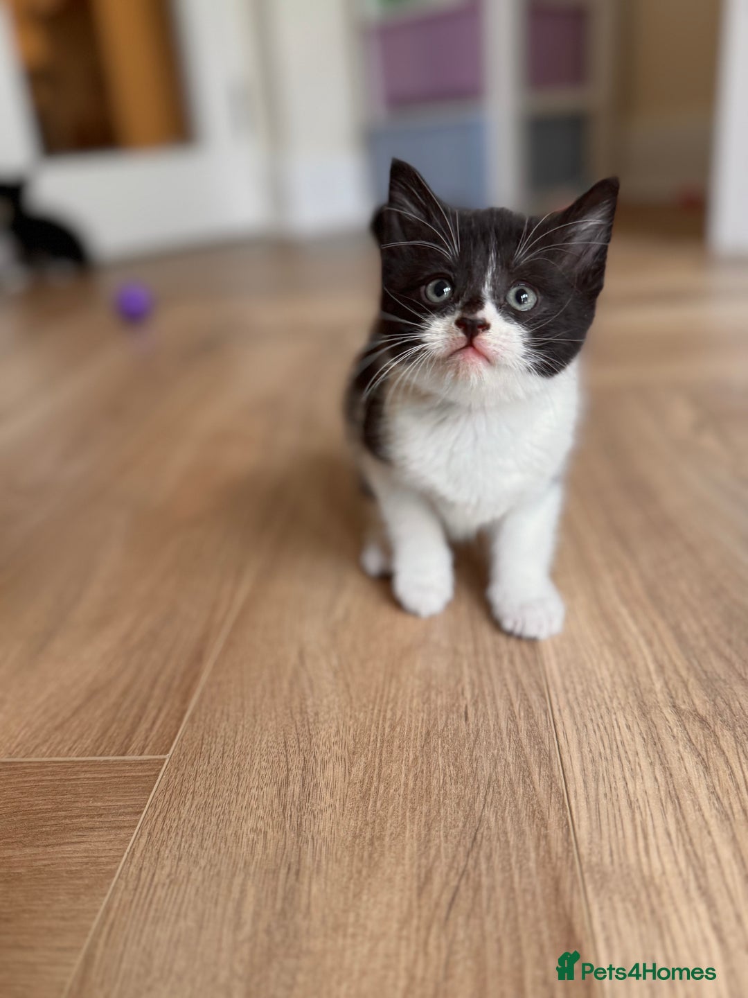 Mixed Breed cats for sale: Kittens ready now  - Advert 2