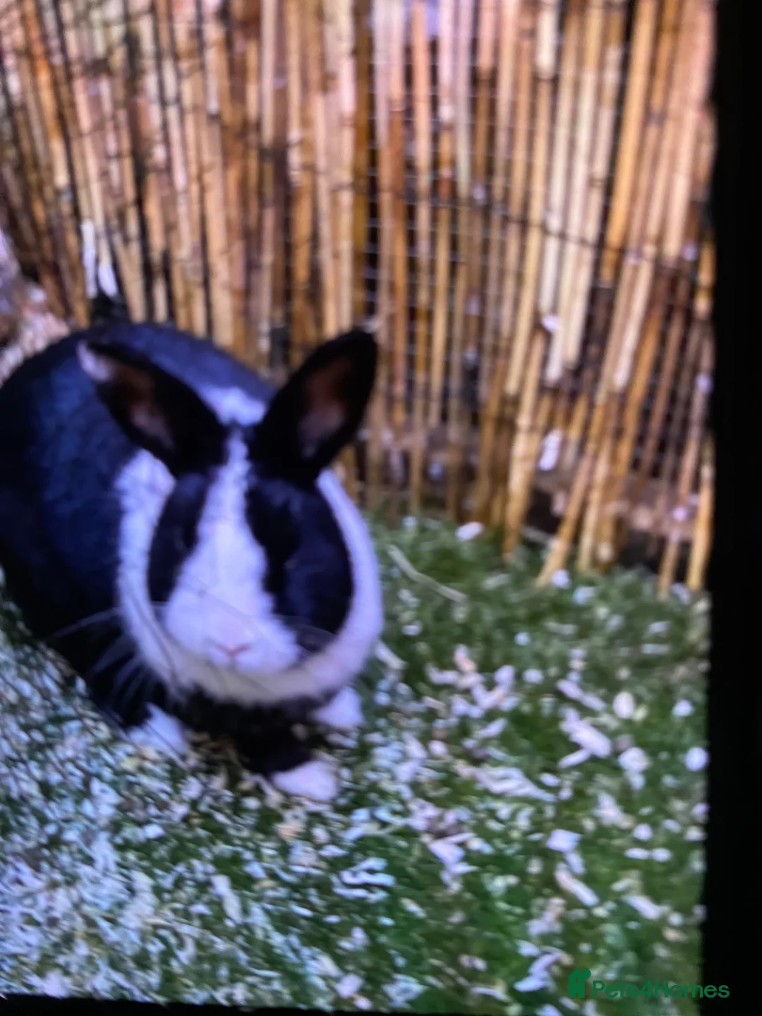 Mixed Breed rabbits for sale: Female black and white rabbit - Advert 2