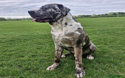 Mixed Breed dogs for adoption: Blue (Cane Corso mix) - Image 3