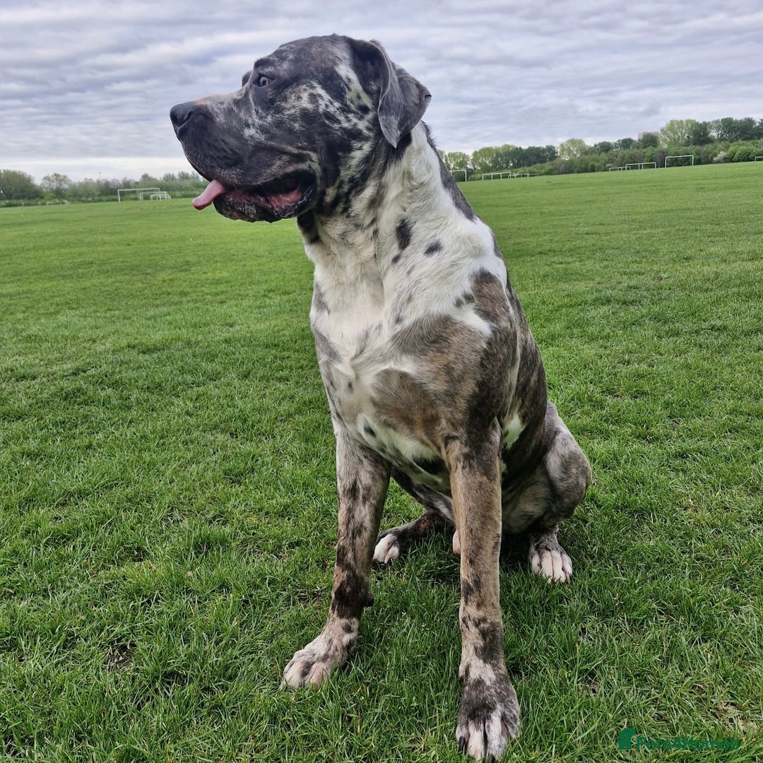 Mixed Breed dogs for adoption: Blue (Cane Corso mix) - Image 3