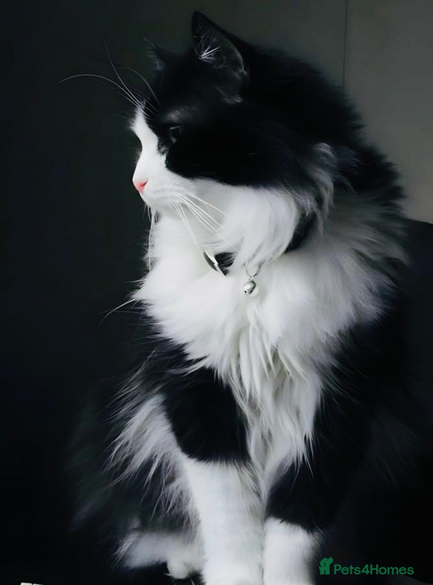 Turkish Angora cats Turkish angora kitten  - Advert 7