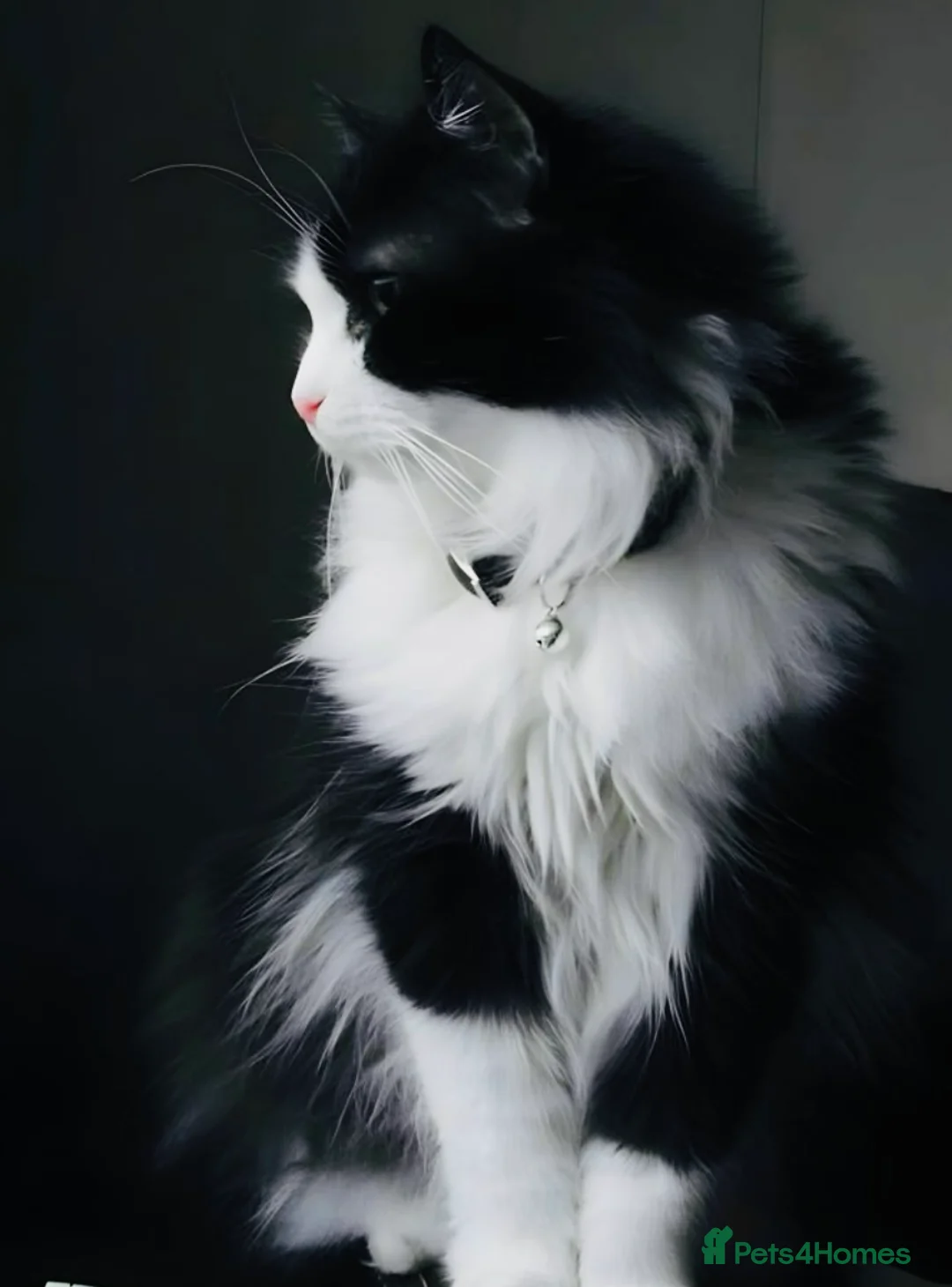 Turkish Angora cats for sale: Turkish angora kitten  - Advert 1