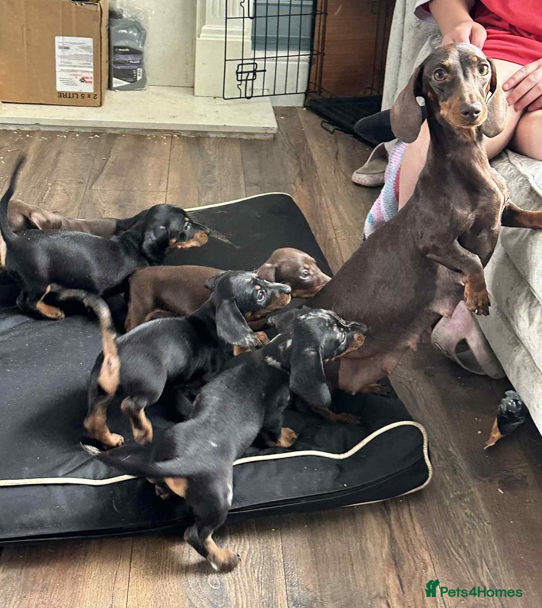 Dachshund dogs for sale: Puppies for sale - Image 13