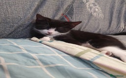 Mixed Breed cats for sale: Kittens for sale - Image 5
