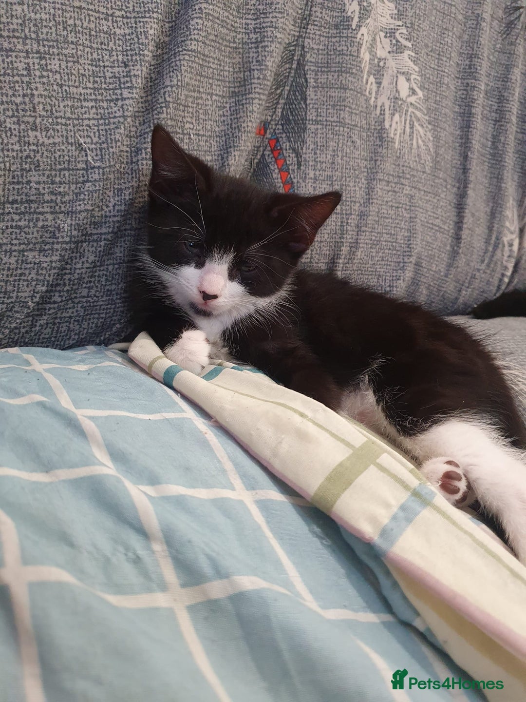 Mixed Breed cats for sale: Kittens for sale - Image 5