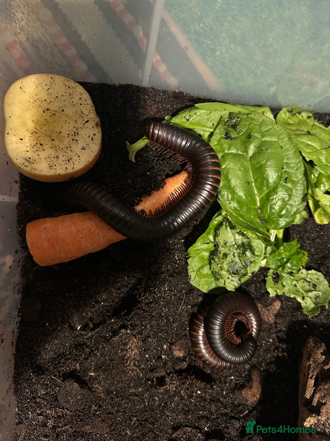 Millipedes invertebrates for sale: X4 giant African train millipedes & setup - Image 4