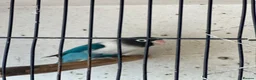 Lovebirds birds for sale: Lovebirds  - Advert 7