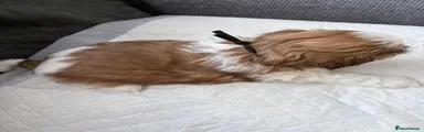 Shih Tzu 3